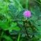 Mimosa pudicaÂ is a shrub that is easy to recognize becauseÂ its leaves that can quickly close or wilt by themselves when touched